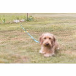 TRIXIE 2259 pièce et rallonge de laisse pour chiens et chats - Vue supplémentaire 4