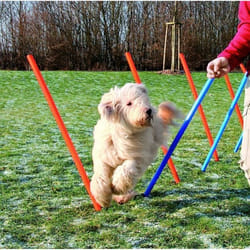 TRIXIE 3206 équipement d'agilité pour chiens et chats 12 pièce(s) Bleu, Orange Chien Kit d'équipement d'agility