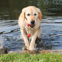 TRIXIE Aqua Toy MOT - Fun
