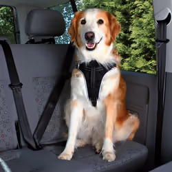 TRIXIE Harnais pour voiture Dog Protect, Chien, Harnais de sécurité pour ceinture de sécurité, M, Noir, Nylon, Border collie