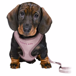 Harnais pour chien souple avec laisse Trixie