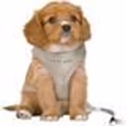 Harnais pour Chiots - TRIXIE - Junior - Rembourré - Réglable - Laisse incluse