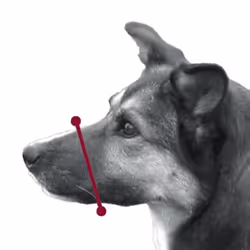 TRIXIE 19282 muselière pour chiens et chats