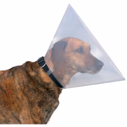 Collier de protection pour chien. en plastique. empêche l'animal de lécher ou mordiller des plaies ou bandages. avec fermetur ...