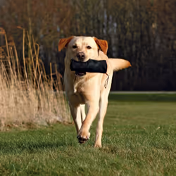 TRIXIE 32533 jouet pour chiens et chats