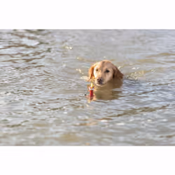 TRIXIE 33456 jouet pour chiens et chats - Vue supplémentaire 7