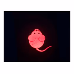 TRIXIE Pointeur LED Catch the light, Souris, USB