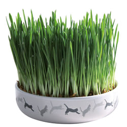 TRIXIE 42341 friandise pour chiens et chats Chat