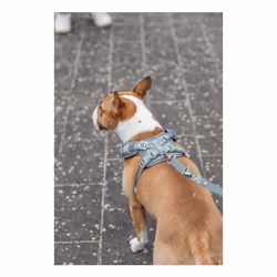 TRIXIE 1989334 harnais pour chiens et chats M Vert Mesh Chien Harnais abdominal - Vue supplémentaire 2