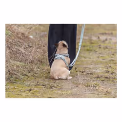 TRIXIE 1989334 harnais pour chiens et chats M Vert Mesh Chien Harnais abdominal - Vue supplémentaire 3