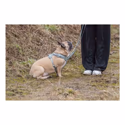 TRIXIE 1989334 harnais pour chiens et chats M Vert Mesh Chien Harnais abdominal - Vue supplémentaire 4