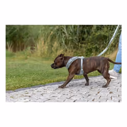 TRIXIE 1989334 harnais pour chiens et chats M Vert Mesh Chien Harnais abdominal - Vue supplémentaire 5