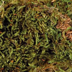 TRIXIE 76155 substrat pour reptiles et amphibiens 200 g