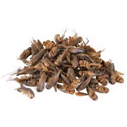 TRIXIE 76392 aliment pour reptiles et amphibiens 250 ml