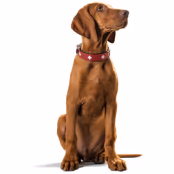 Hunter Collar Swiss Noir, Rouge Cuir Moyen Chien Collier standard