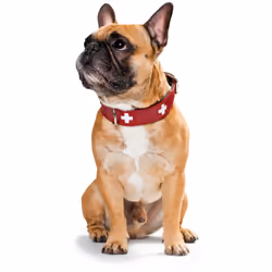 Hunter 42048 collier pour chiens et chats Noir, Rouge Cuir XS-S Chien Collier standard
