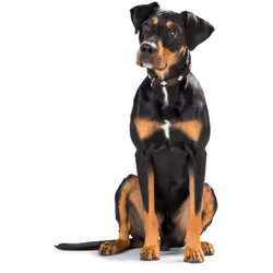 Hunter Collar Swiss Noir, Marron Cuir S-M Chien Collier standard
