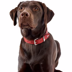 Hunter 46949 collier pour chiens et chats Noir, Rouge Cuir M-L Chien Collier standard