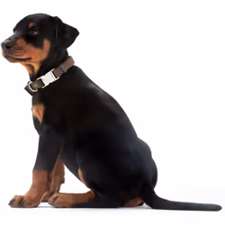 Hunter Vario Basic Alu-Strong Gris Nylon, Plastique Extra large Chien Collier standard
