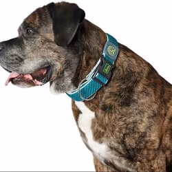 Hunter Collier pour Chien Plus Fil Turquoise 11