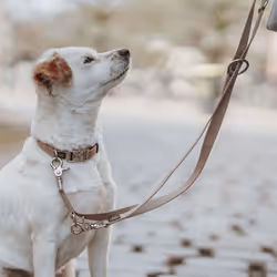 Hunter Inari 2 m Beige Coton Chien Laisse éducative
