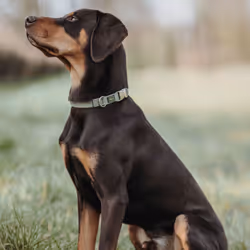 Hunter Inari Alu-Strong Vert Polyester XL Chien Collier standard - Vue supplémentaire 4