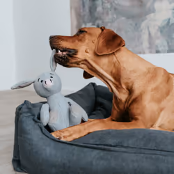 Hunter 69897 jouet pour chiens et chats