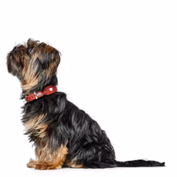 Hunter 069903 Rouge, Blanc Cuir S-M Chien Collier standard - Vue supplémentaire 6