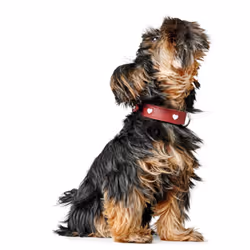 Hunter 069903 Rouge, Blanc Cuir S-M Chien Collier standard - Vue supplémentaire 7