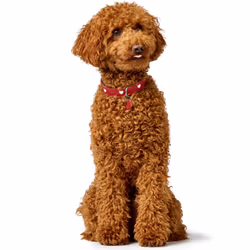 Hunter 069903 Rouge, Blanc Cuir S-M Chien Collier standard - Vue supplémentaire 8