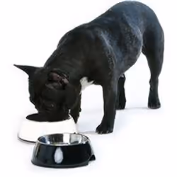 Hunter Mangeoire pour chiens Acier inoxydable Mélamine Noir (22 x 22 x 11,5 cm)