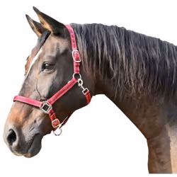 Kerbl Mustang Horse Head. Ce produit est un boоtier de haute qualitй avec un motif subtil qui a un musйe rйglable et un testй ...