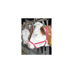 Licol comice en nylon Kerbl Couleur Rouge