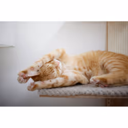 Kerbl Timber Tour griffoir pour chat