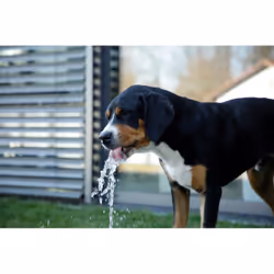 Kerbl Bubble gamelle et abreuvoir pour chiens et chats Bleu, Blanc Chien Fontaine à eau automatique pour animaux de compagnie - Vue supplémentaire 5