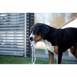 Kerbl Bubble gamelle et abreuvoir pour chiens et chats Bleu, Blanc Chien Fontaine à eau automatique pour animaux de compagnie - Vue supplémentaire 6