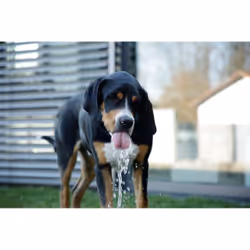 Kerbl Bubble gamelle et abreuvoir pour chiens et chats Bleu, Blanc Chien Fontaine à eau automatique pour animaux de compagnie - Vue supplémentaire 8
