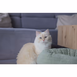 Kerbl Anne Panier lit pour animaux de compagnie