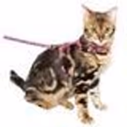 Ensemble laisse harnais pour chats rose - KERBL - Petit - Extérieur