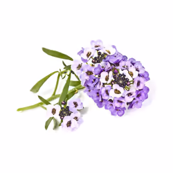 Amscan SGR35x3, Plante ornementale, Alyssum doux, Kit de démarrage, 7 - 14 jour(s), 18 - 24 °C, 3 pièce(s)