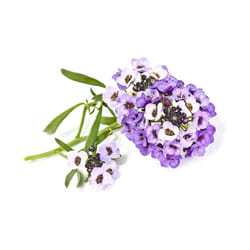 Amscan SGR35x3 3 pièce(s) Alyssum doux Kit de démarrage