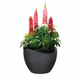 Scheurich 4033083250617 pot à fleurs Extérieure Kit de plantation en pot Autonome Plastique Noir