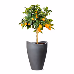 Scheurich 4033083542675 pot à fleurs Extérieure Kit de plantation en pot Autonome Plastique Noir