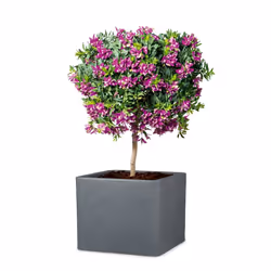 Scheurich Alea 140 Extérieure Kit de plantation en pot Autonome Plastique Noir, Granit
