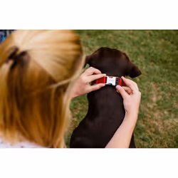 Nobby 80631-01 collier pour chiens et chats Gris, Rouge Métal, Néoprène, Nylon M-L Chien Collier standard