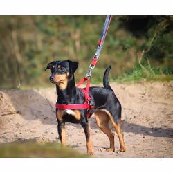 Nobby Classic Preno Royal L Rouge Métal, Nylon Chien Harnais anti-traction
