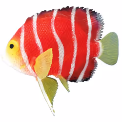 Nobby 28468, Multicolore, Rouge, Caoutchouc, Eau fraîche, Eau salée, 110 mm, 90 mm