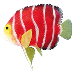 Nobby 28468 Multicolore, Rouge