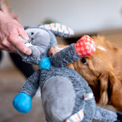Nobby 50518 jouet pour chiens et chats