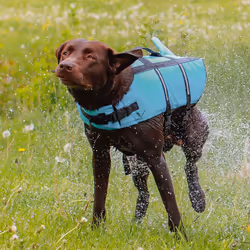 Nobby Sharki Gilet de sauvetage pour chiens XL Bleu clair
